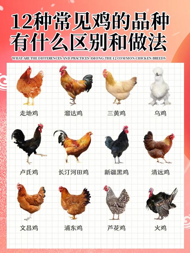 禽类的种类，禽类的种类介绍（12种生活中常见鸡的品种）