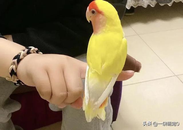 鹦鹉怎么表达喜欢你，和尚鹦鹉怎么表达喜欢你（鹦鹉喜欢你爱你信任你的表现）