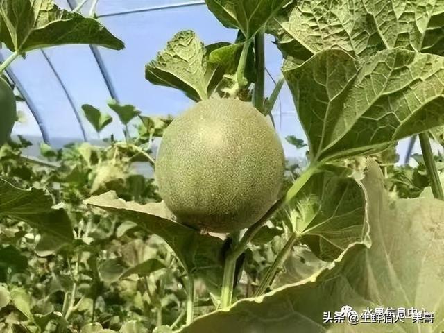 绿色的哈密瓜叫什么，绿色的哈密瓜叫什么名字（哈密瓜、蜜瓜、网纹瓜、香瓜、羊角蜜傻傻分不清）
