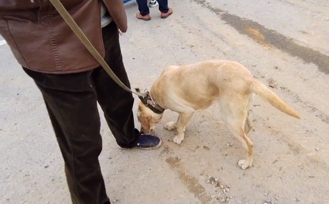 拉布拉多幼犬价格多少钱一只，拉布拉多犬幼犬价格（拉布拉多幼犬价格）