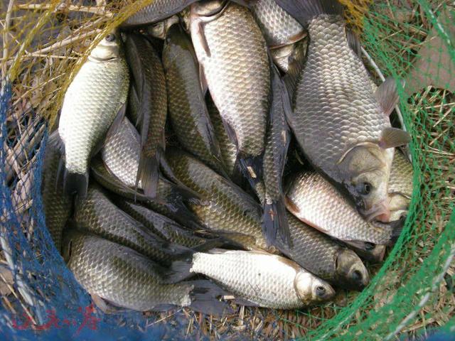 用什么钓鲫鱼 鲫鱼的钓法常识,用什么钓鲫鱼(钓到的多是小鲫鱼)