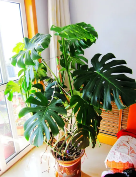 家养大叶藤蔓花，6种大叶花,家里放一盆,高档大气,喜庆吉祥空气好