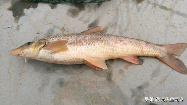 长江名贵鱼前十名，10大凶猛淡水鱼（我国保护的鱼类有87种）