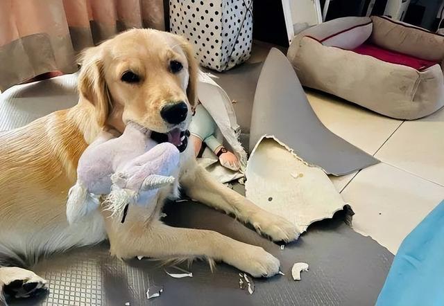 金毛好养吗金毛犬怎么养，金毛狗狗好养吗（原来这就是它“饲养率”飙升的原因）