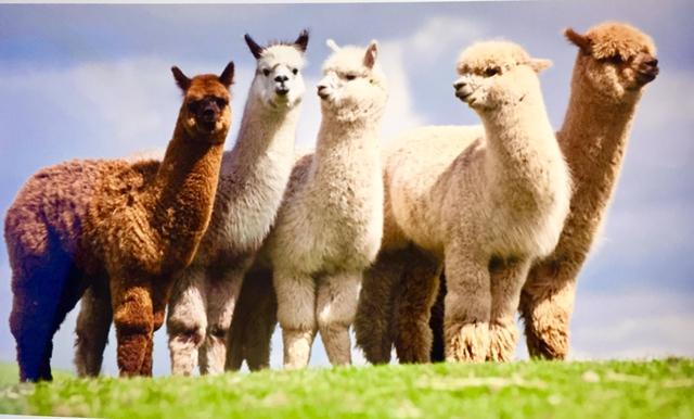 羊驼为什么吐口水，小羊驼最便宜一只多少元（《羊驼》为什么爱吐口水）