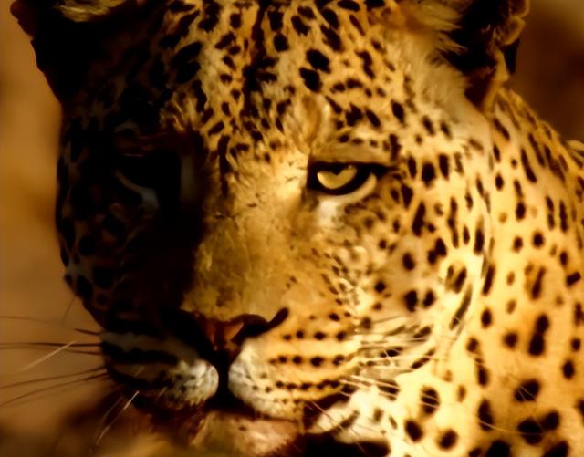 历史悠长的布须曼人，布须曼人的太阳传说（古老的布须曼人）