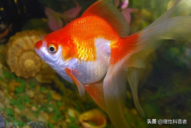 鱼睡觉是什么样子，鱼是怎么睡觉的（鱼处于低能耗状态时）