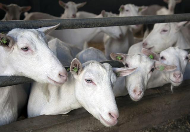 奶粉怎么区分好坏，如何辨别奶粉的好坏（如何挑选好奶粉）