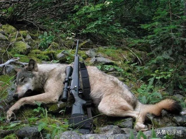 怎么区分狼和狗，狼会把狗当同类吗（成年人能徒手打败狼吗）