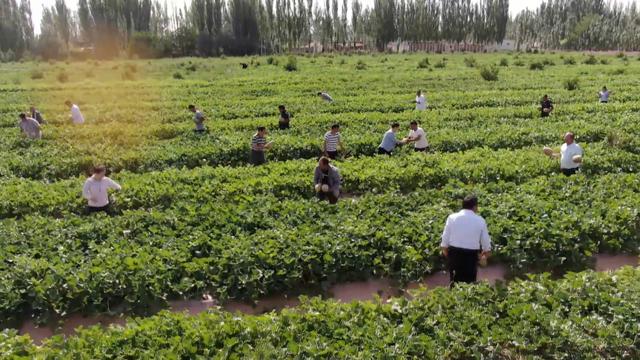 新疆面积和人口，新疆面积和人口数量（时政微视频丨瞰新疆）