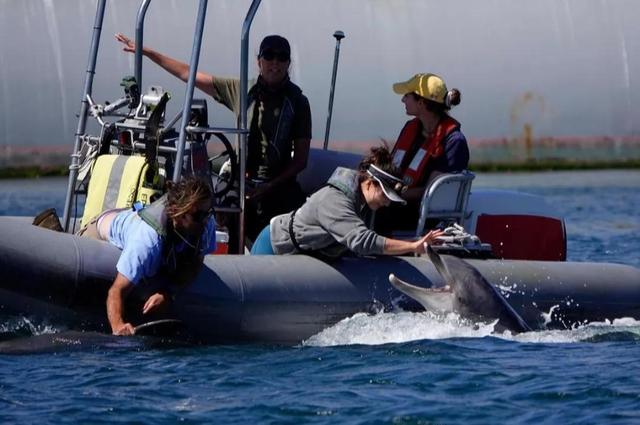 经过训练的海豚会干什么，海豚是怎么被训练的（战斗民族培训的战斗“海豚”）