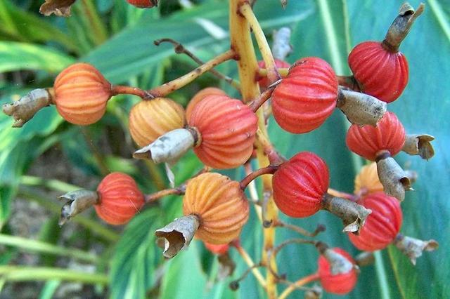 姜的种类和功效，姜的种类和功效和作用（12种姜科的辛香料）