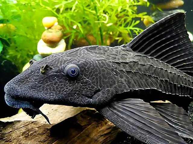 什么是清道夫，什么是清道夫鱼能吃吗（活埋清道夫被指责虐待动物）