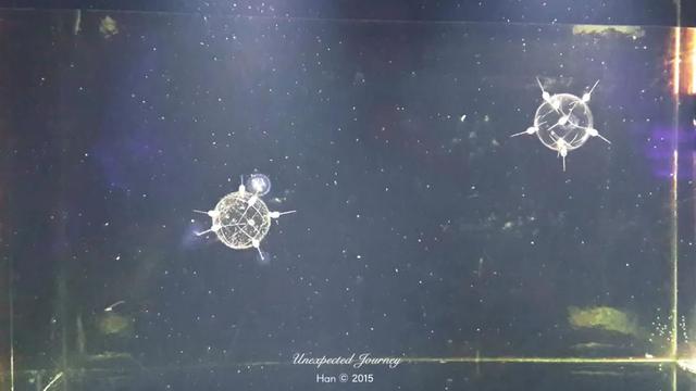 什么是具足虫，具足虫平安名堇（窥探奇异生物的世界）