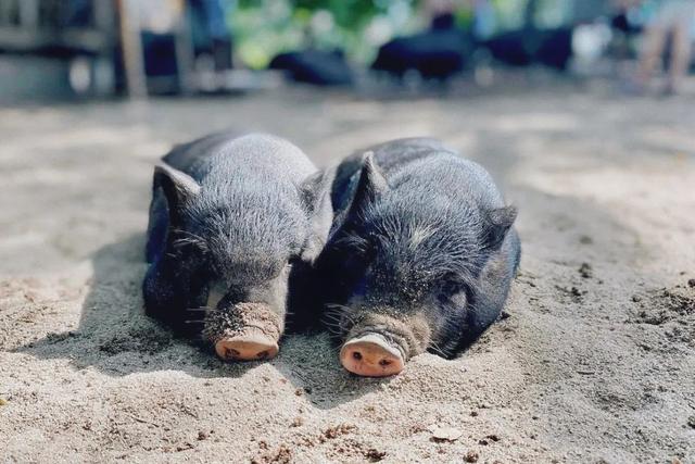 苏梅岛旅游攻略线路，苏梅岛旅游报价（我在这个小岛提早过起夏天了）