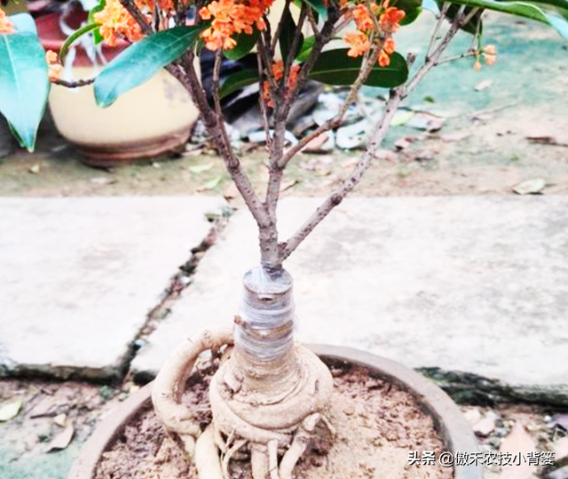 嫁接有哪两种方式，嫁接的方式有两种（桂花几月份嫁接）