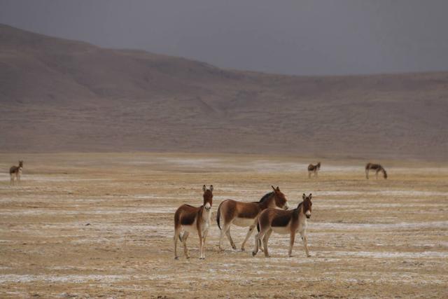 马属于什么类动物，马是属于兽类吗（马看上去处处比驴强）