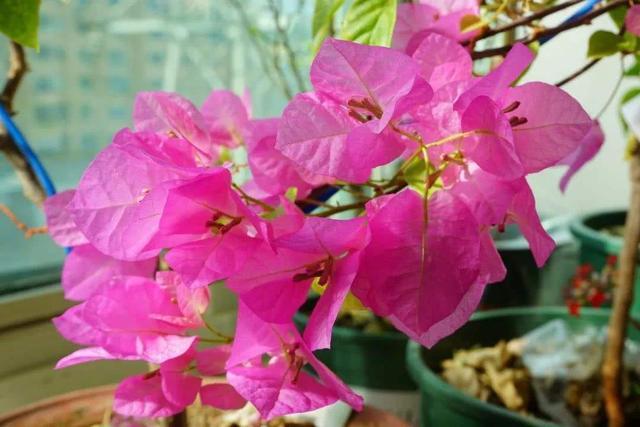 一个绿萝三个啥 阴气重三个鬼，一个绿萝三个啥（6种漂亮花“不吉利”）