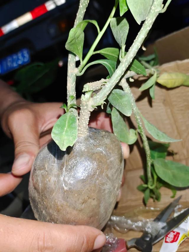植物播种的方法，植物播种的方法有哪些（养花种菜的优质营养土比植物还贵）