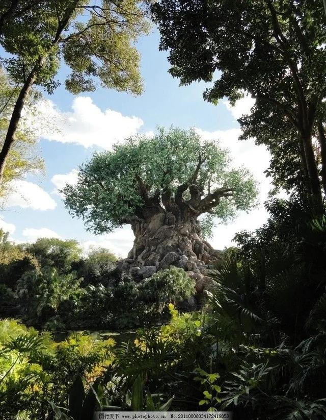 原始森林公園圖片,原始森林風景區(唯美圖片——原始森林風景欣賞)