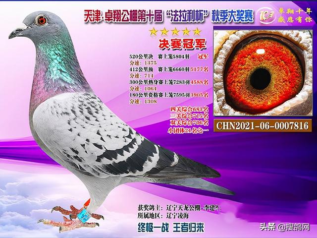 中国信鸽信息网全国各地赛鸽公棚，中华信鸽信息网各地公棚信鸽信息网（十大公棚冠军鸽有何共通之处）