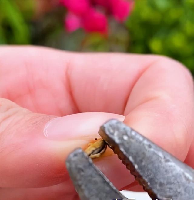 葫芦几月份种最好，文玩葫芦几月份种植（家庭如何种植手捻葫芦）