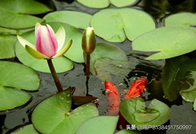 荷花寓意死人，观荷感悟：荷花的象征