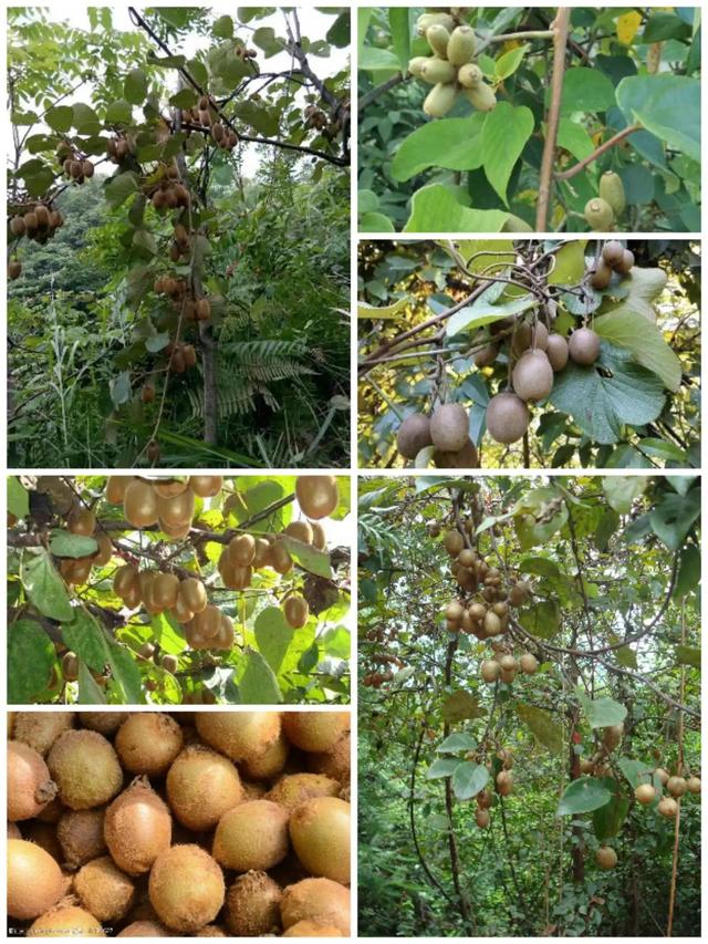 鸡嗉子果泡酒方法，泡鸡子酒处方（儿时的回忆）