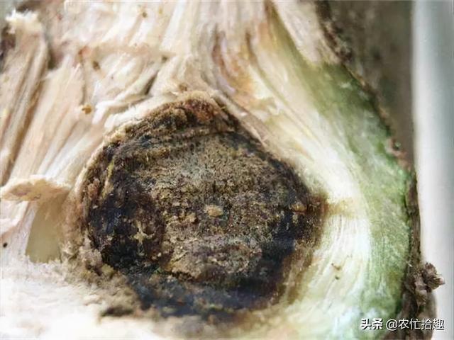 沉香种植方法与技术，沉香种植方法与技术（号称种5年赚5万）