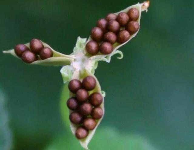 地丁花含义，地丁花为什么叫地丁花（紫花地丁<生活随笔>）