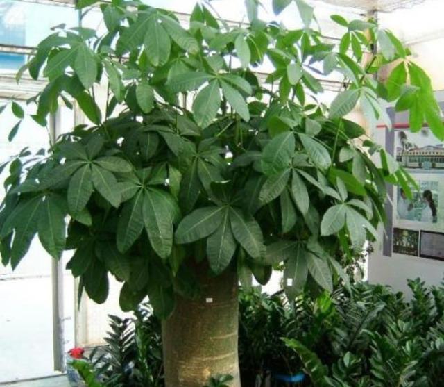 各种树木的名称及寓意，100种寓意好的植物名字（5种“富贵树”）