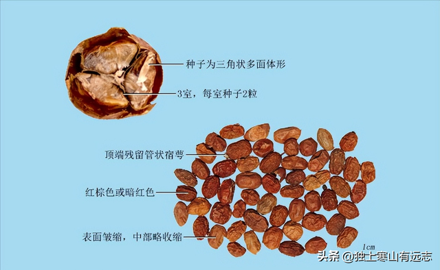 干姜和生姜的区别，生姜和干姜的区别（来自姜科家族的中药）