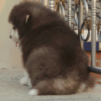 斗图专用，斗图专用表情包熊猫头（表情包，斗图专用表情）