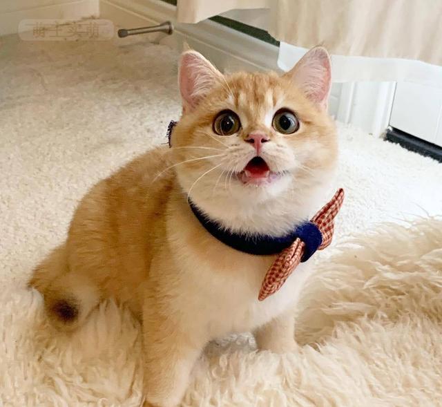 2,英短"金渐层"和"银渐层"有什么区别?