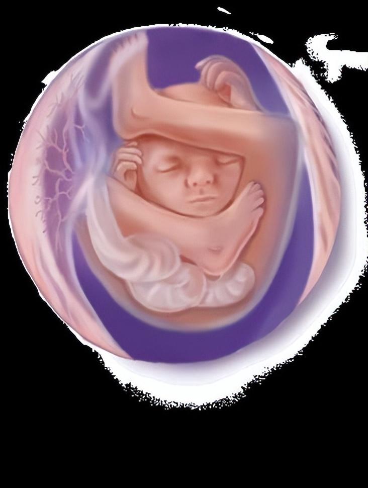 怀孕13周胎儿图片欣赏(从受精卵到新生儿) 