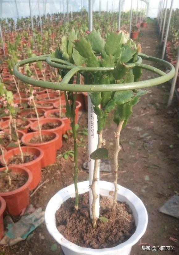 叶仙嫁接蟹爪兰，叶仙嫁接蟹爪兰的几个步骤（蟹爪兰嫁接用叶仙）