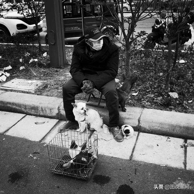 宠物市场在哪里，成都的宠物狗市场在那里呀（漯河宠物市场印象）