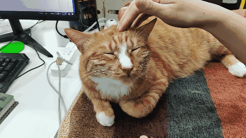 怎样抱猫咪最舒服，怎样抱猫咪最舒服图片（史上最全猫咪按摩宝典）