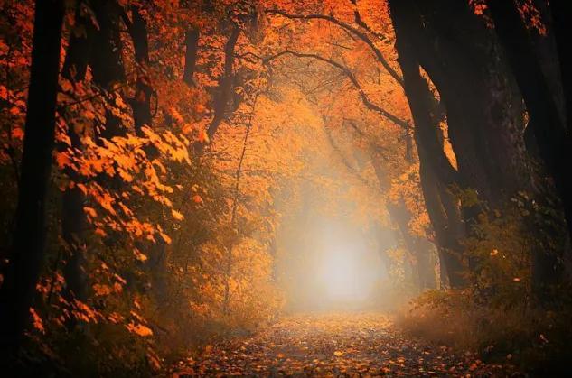 关于树的优美句子，关于树的优美句子三年级（文案，树树皆秋色，山山唯落晖）