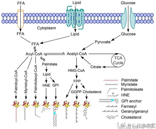 et是什么基团，蛋白质的脂化修饰<PTM>