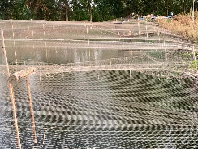 养殖泥鳅投资多少钱，养殖泥鳅要投资多少钱（农村人搞养殖去年天灾亏了20万本钱）