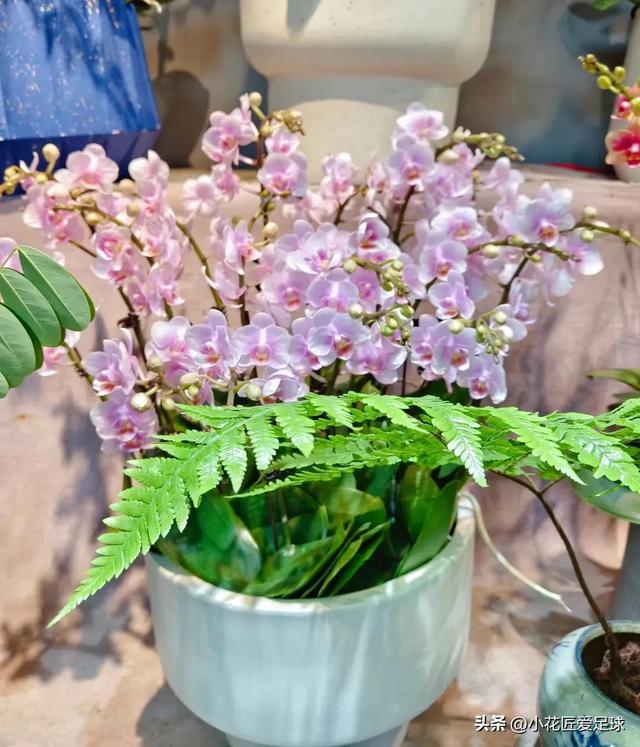 鲜花图片大全真实照片，真实水果图片（近100张鲜花美照诠释不一样的年味儿）