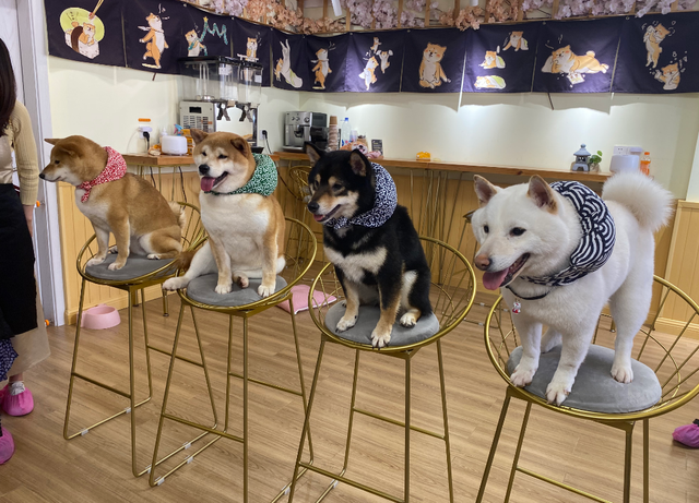 养狗技术，养狗的5个好处（养狗的方法与技术视频）