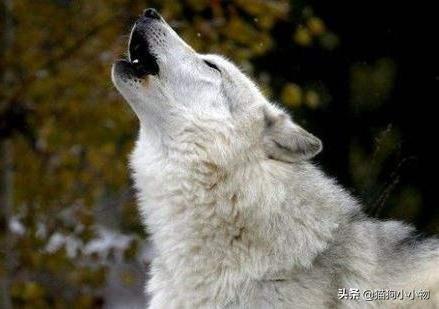 狼叫是什么意思，在狼群中学会狼叫是什么意思（狗子为何总发出“狼叫”声）