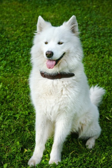 纯种萨摩耶价格,记住这5点,轻松鉴别(纯种萨摩耶价格表)