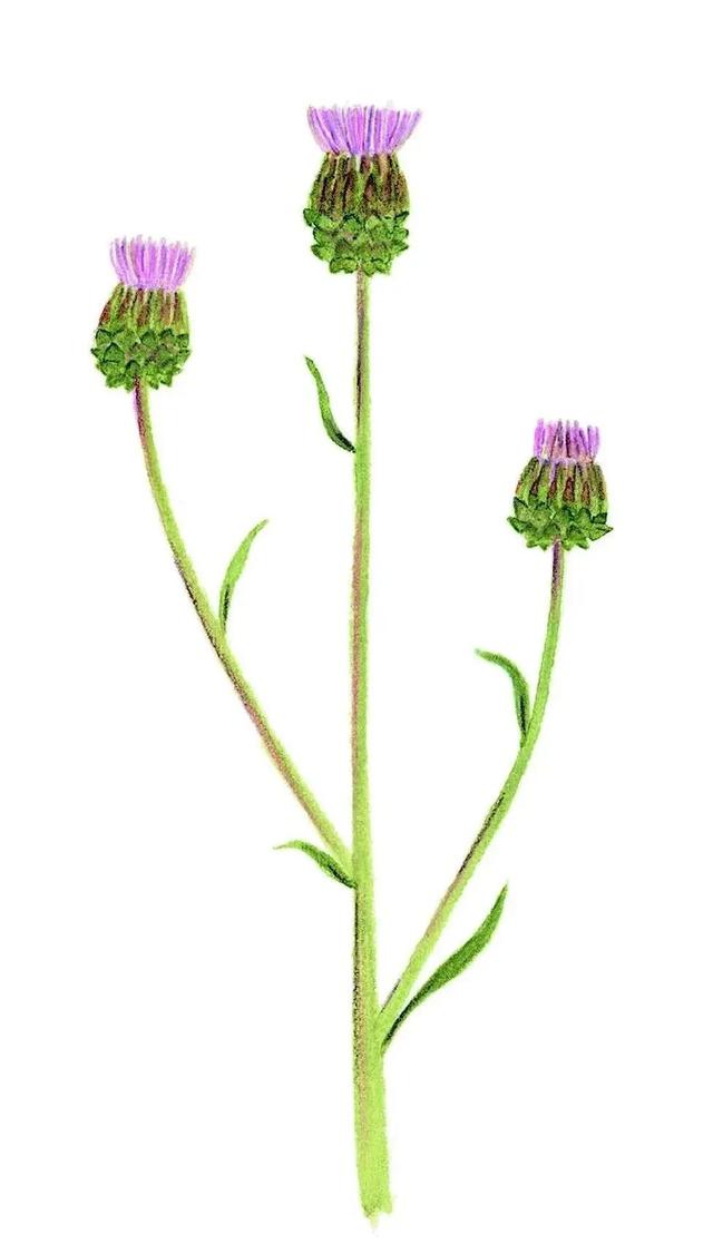 农村常见的花，凌巧分享篇41——这15种生活中常见的野花