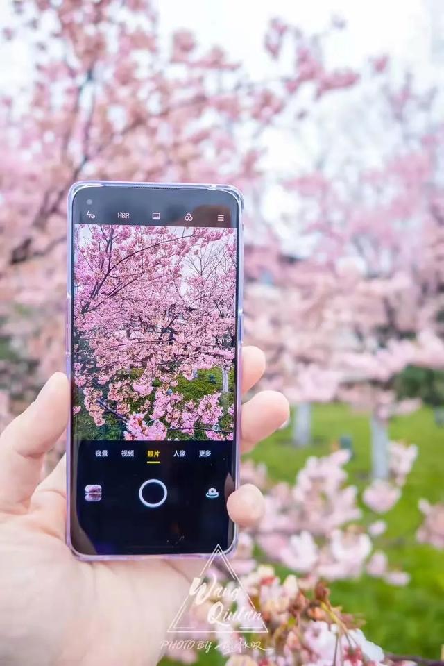 花开见佛的意思，花开见佛的意思和造句（鉴真樱花季 ， 花开见佛）