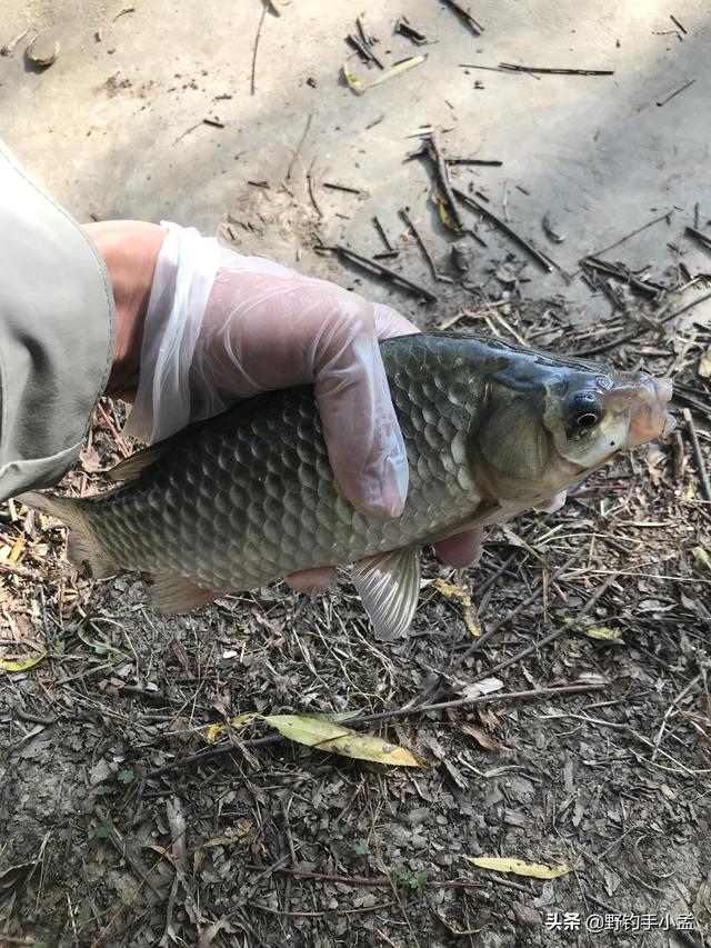 早上几点钓鱼最佳时间，上午几点钓鱼最好（占钓位只是一方面，别不信）