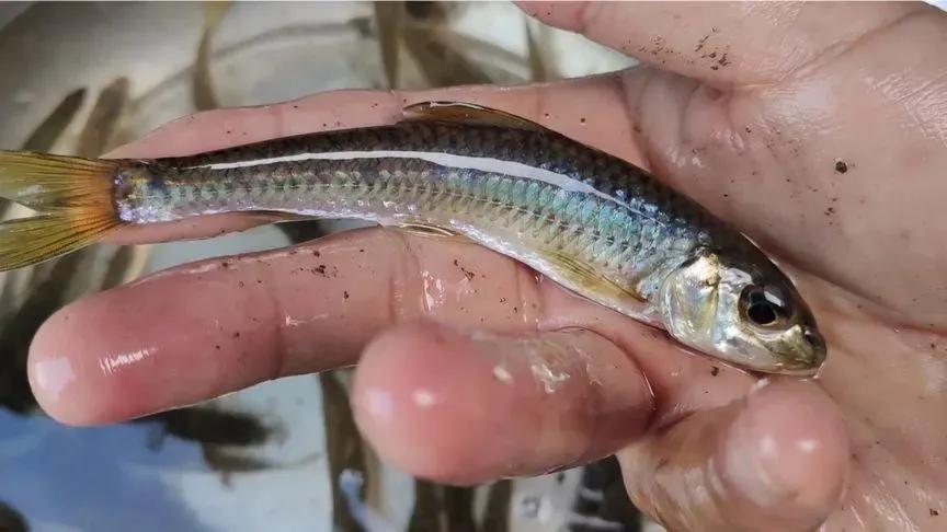 土鲮鱼价格多少钱一斤，鲮鱼图片大全（曾经没人吃的廉价鱼）