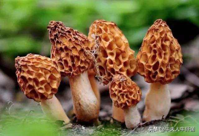菌类有哪些，黄色的菌类有哪些（吃过三种就是人生赢家）